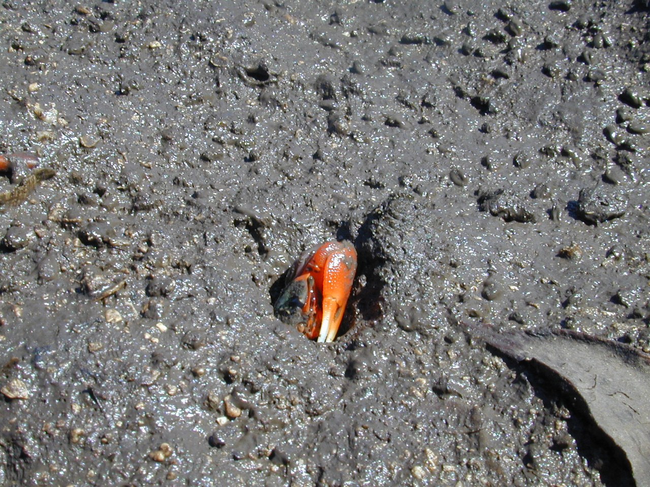 Tubuca coarctata